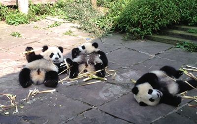 One-year-old cubs play at the nursery in Bifengxia, China