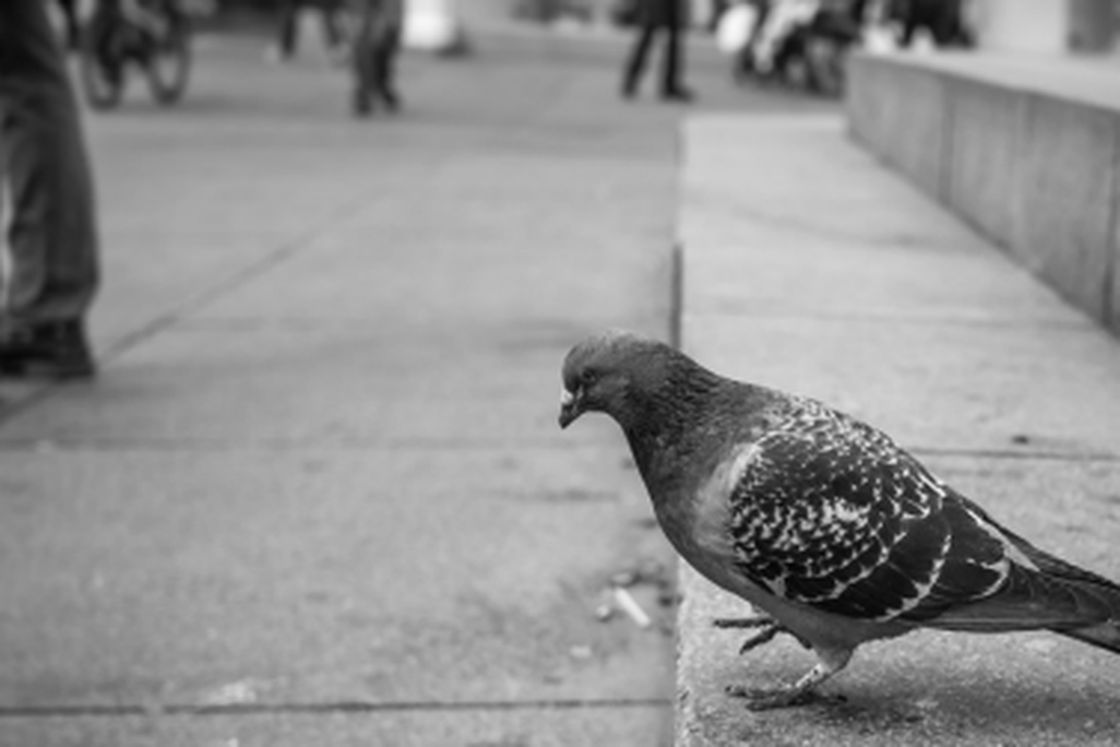 pigeon-470.png