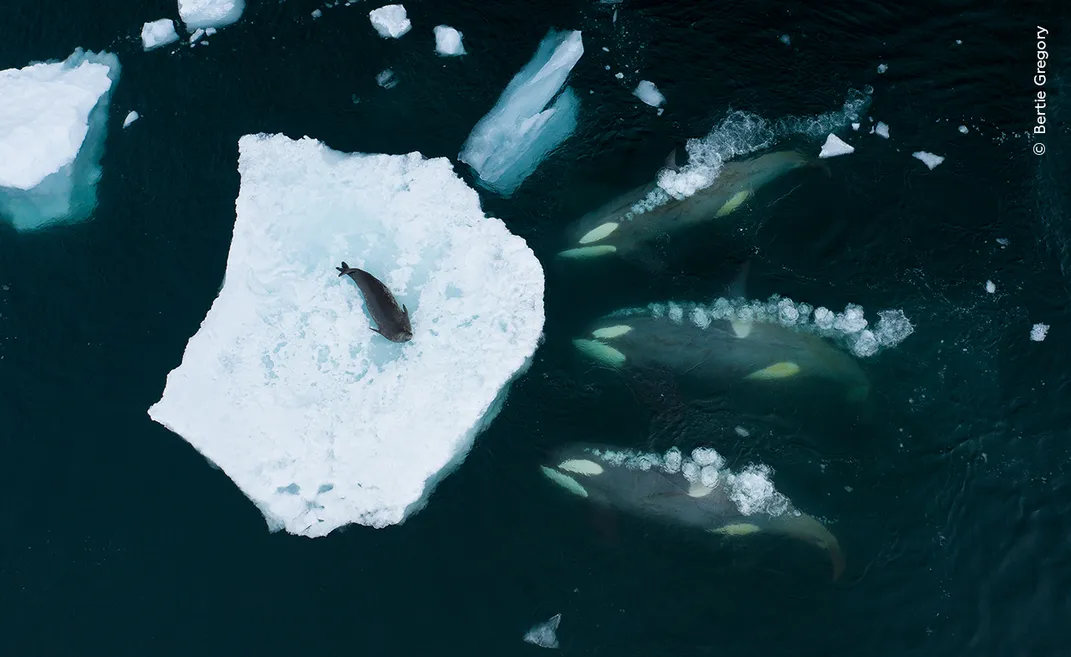 an overhead drone shot of three orca whales trailed by bubbles approaching an ice floe from the right. On the ice floe is a lone seal