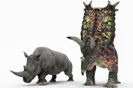 An artists' rendition of a different species of Pentaceratops alongside a modern white rhinoceros for scale
