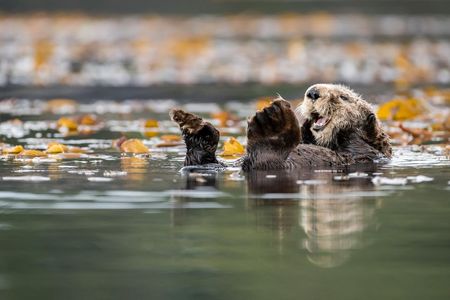 A sea otter grooms its dense fur while resting in a kelp bed off the west coast of Vancouver Island, BC, Canada.