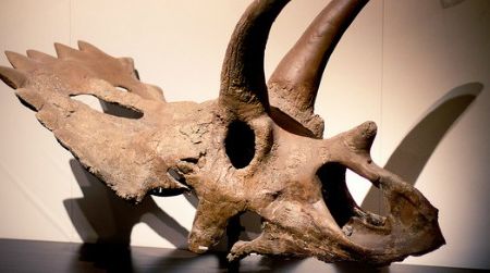 Anchiceratops ornatus, on display at the Royal Tyrrell Museum in Canada