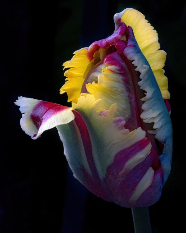 Triple-Coloured Tulip Highness thumbnail