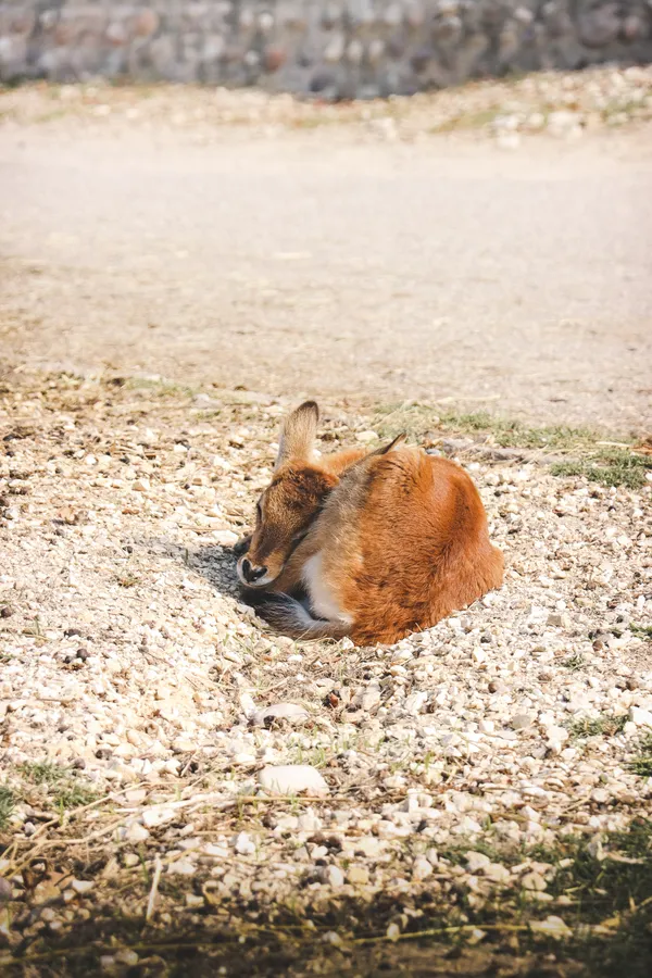 Light Dreams thumbnail