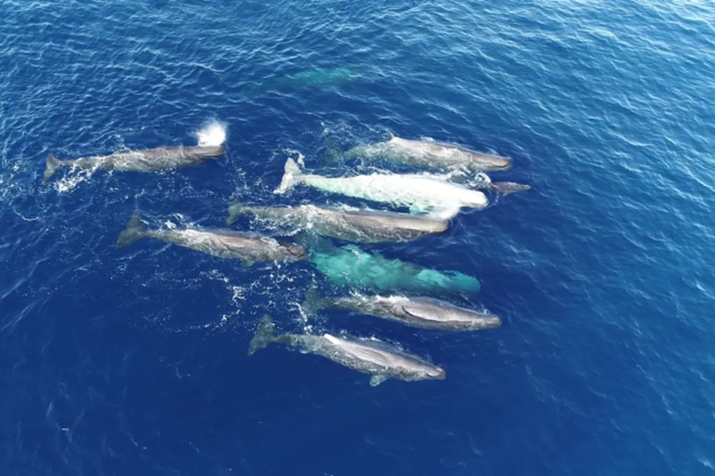 A group of whales as seen from above