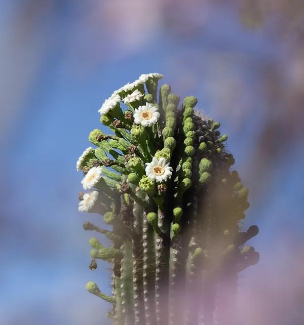 The day's bloom on a saguaro cactus thumbnail