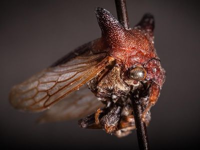 The insect now known as Kaikaia gaga represents a new genus and species of treehopper.

