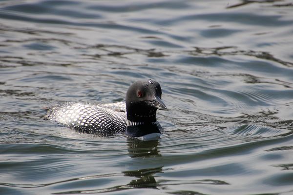 Common Loon with water droplet on the head thumbnail
