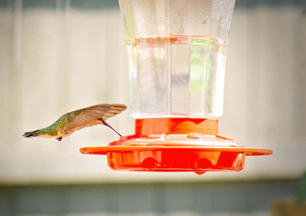 A hummingbird enjoying some nectar. Smithsonian Photo Contest