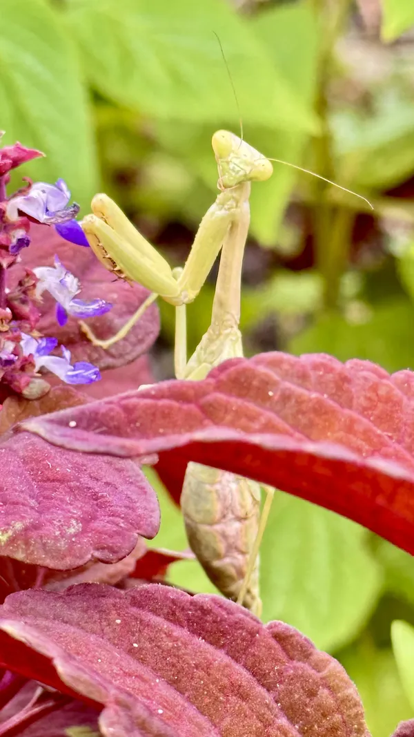 Praying Mantis checking on me. thumbnail