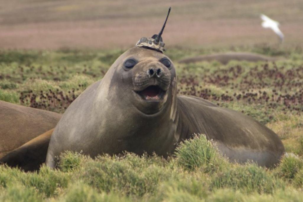 Seal wearing hat with sensor
