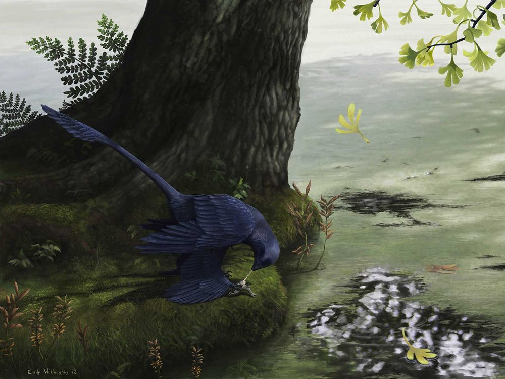 Microraptor Eating Fish