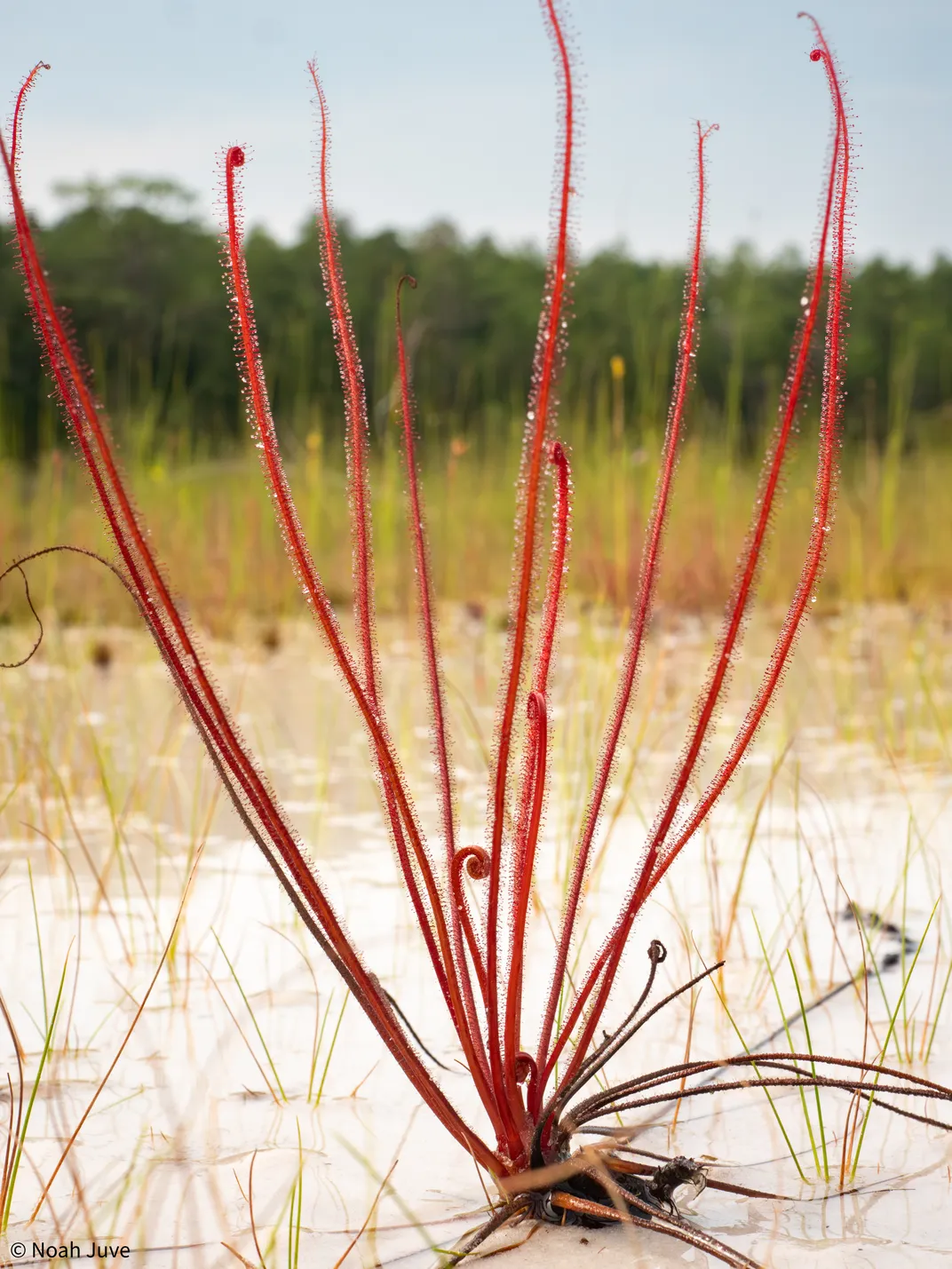 a red, thread-like plant grows up from the sandy ground