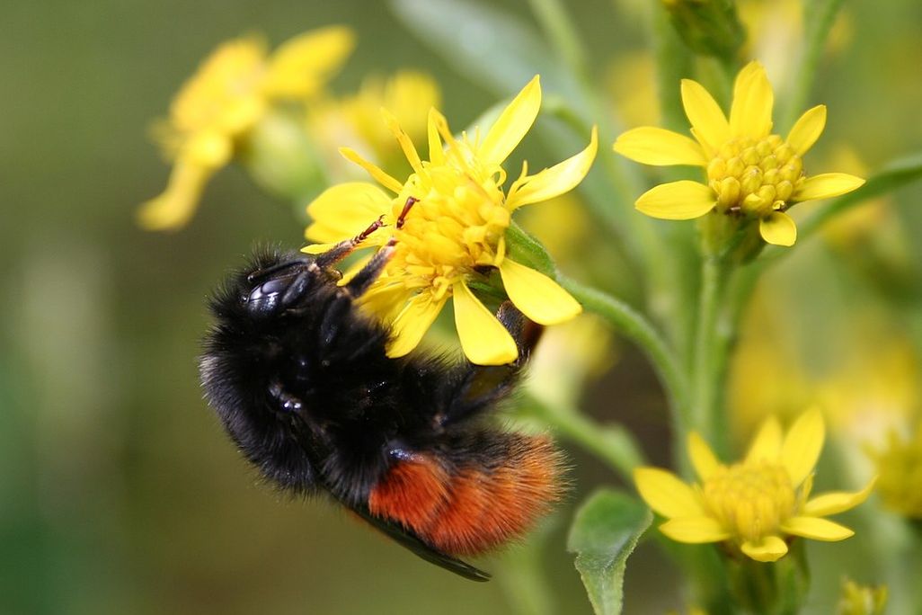 Bumblebee on a yellow flower