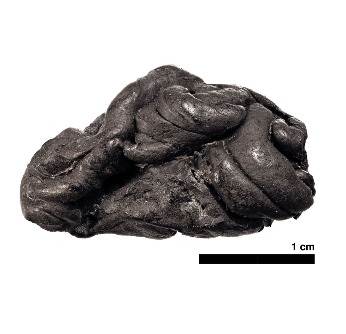 The piece of Birch tar, found in Denmark, also contained the mouth microbes of its ancient chewer, as well as remnants of food to reveal what she ate. #ChewingG