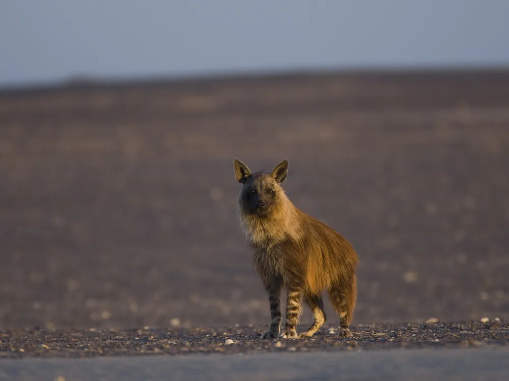 Brown hyena