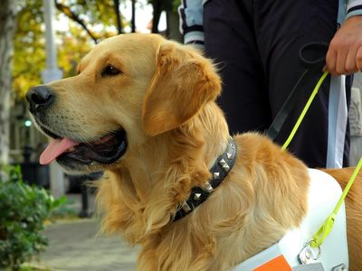 Using stiff collars to help a guide dog user communicate with their dog has been around since the 1800s.