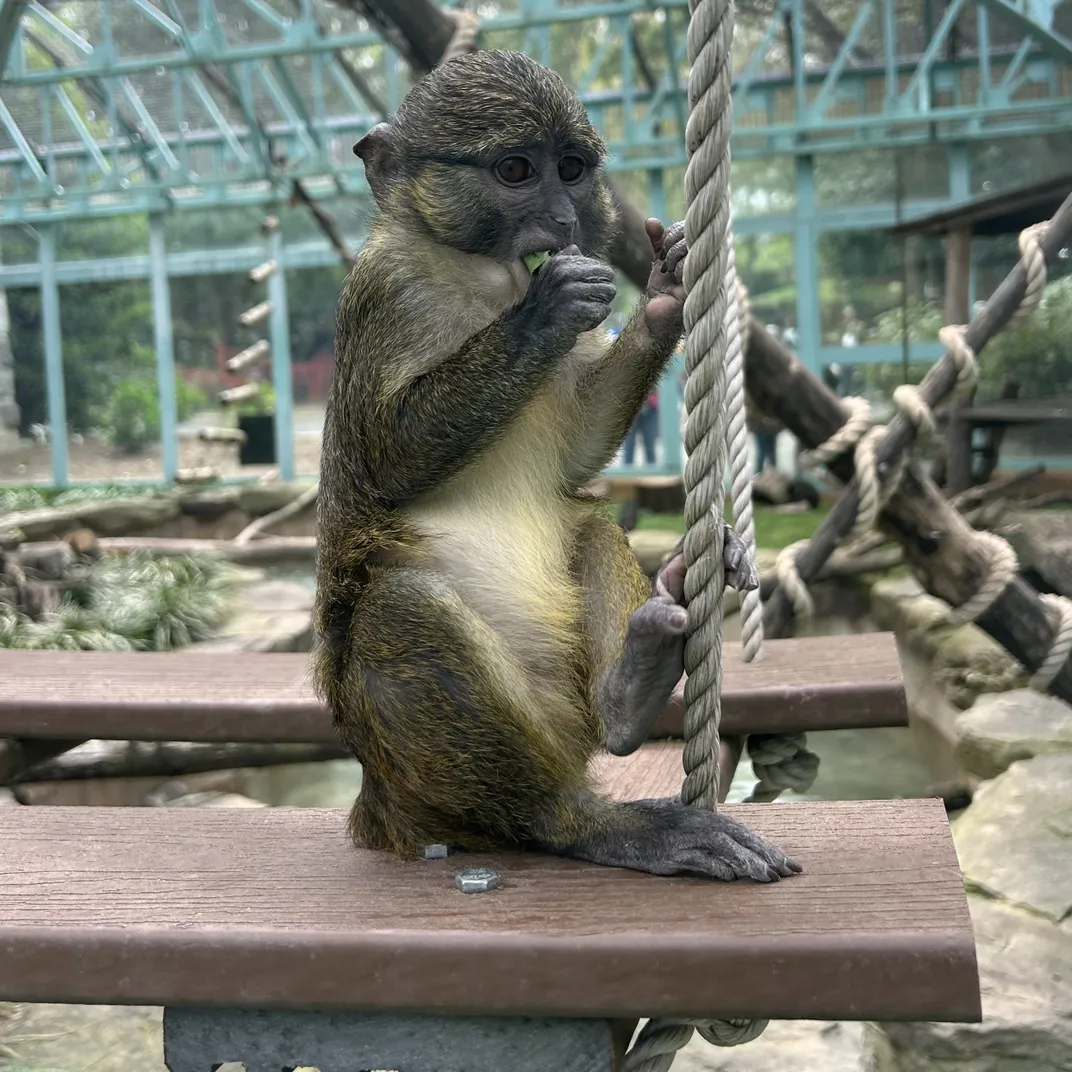 A juvenile monkey with greenish-gray fur and a white belly perches on a swinging platform while chewing on food.