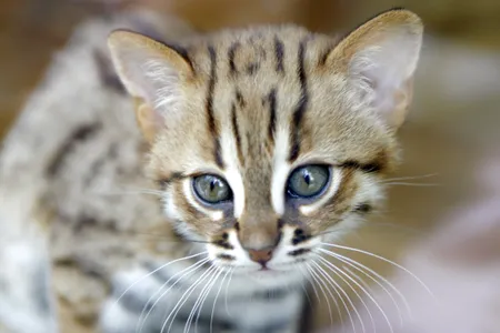 A baby rusty-spotted cat, born at a French zoo in 2010. The newly discovered fossil is thought to belong to the same genus as modern rusty-spotted cats, which are among the smallest felines in the world.