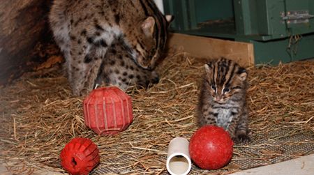 Two new additions at the Zoo may help researchers break the Fishing Cat breeding code.