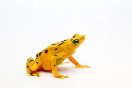 Panamanian golden frog (Atelopus zeteki)