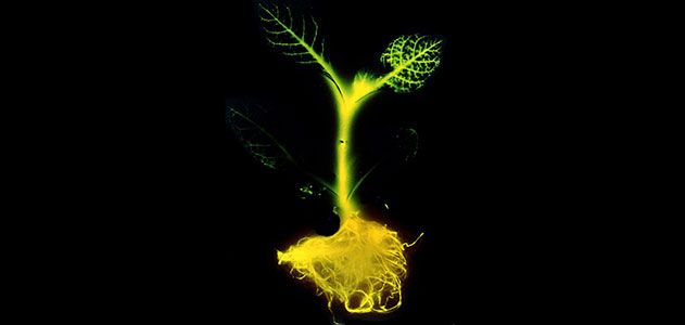 Creating a New Kind of Night Light: Glow-in-the-Dark Trees
