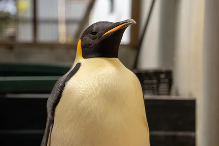 The penguin was malnourished after swimming thousands of miles from Antarctica.