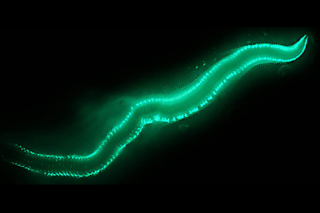 fireworm.PNG