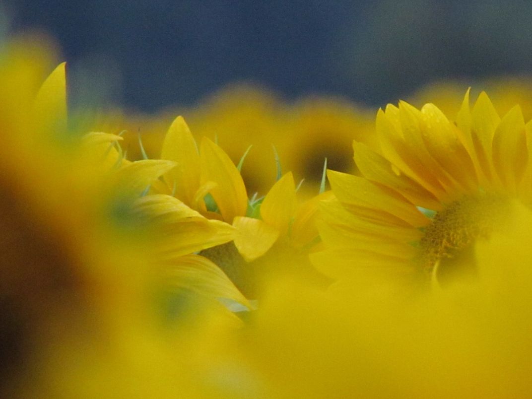 Rows Of Sunflowers Smithsonian Photo Contest Smithsonian Magazine 8175