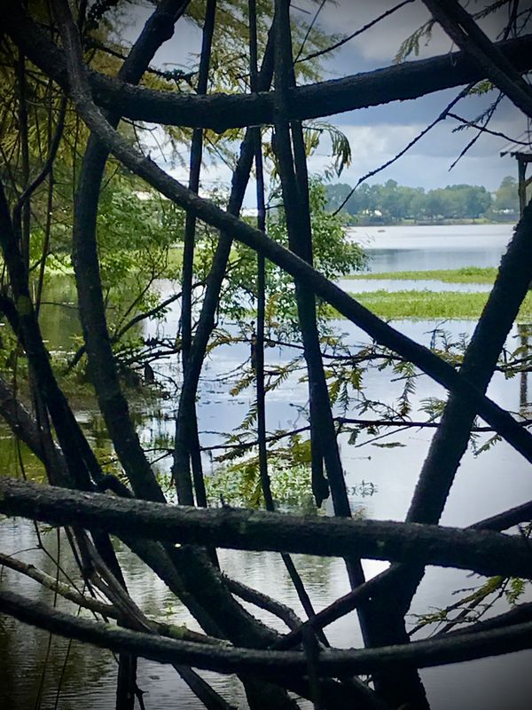 Alternate view of South Toledo Bend Reservoir while walking through Sabine National Forest thumbnail