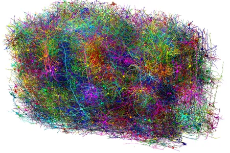 A subset of more than 1,000 neurons, representing just a snapshot of the complexity mapped within a cubic millimeter of mouse brain tissue