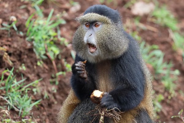 Golden Monkey eating lunch thumbnail