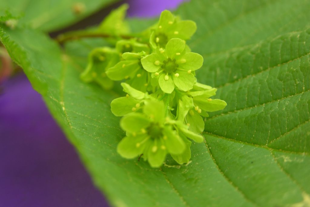 Acer_pensylvanicum.jpg
