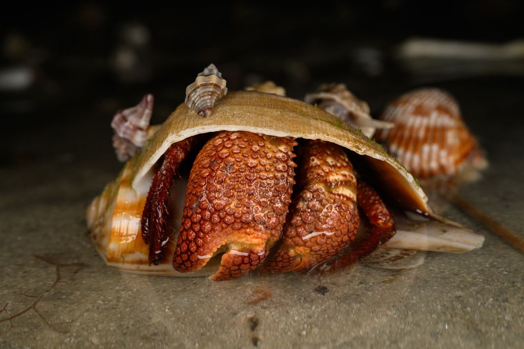 A hermit crab makes itself at home inside the shell of a pear whelk as other mollusks wander across the top. A hermit crab begins life with its own exoskeleton, which it eventually outgrows (and eats). After that, it must seek out larger  and harder shell