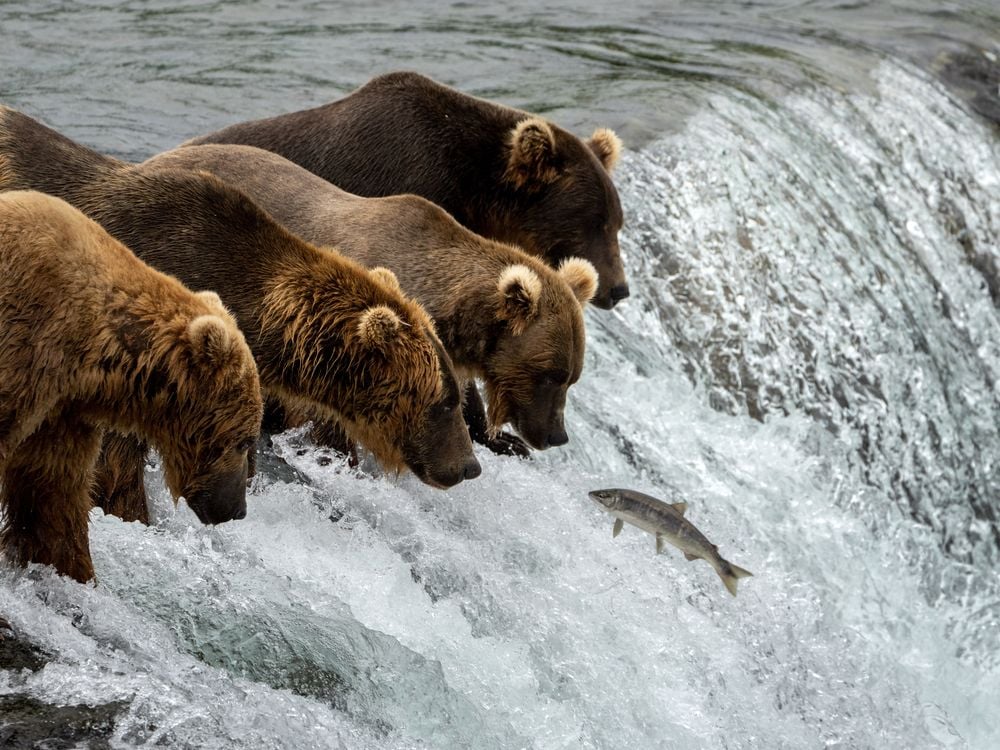 four brown bears eating jumping salmon at a small waterfall