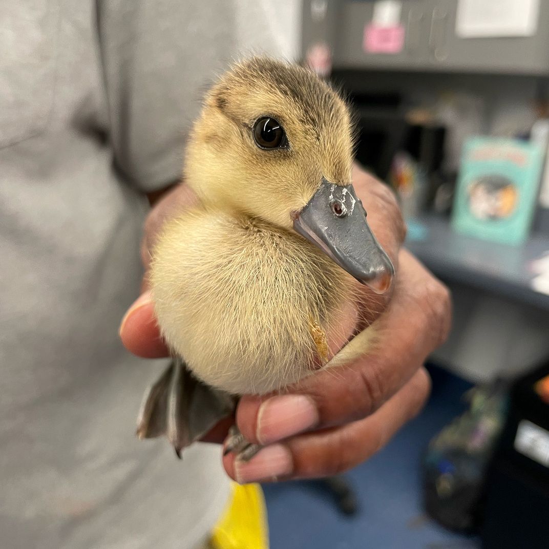 A keeper's hand holds a small yellow duckling with big eyes and a little bill.