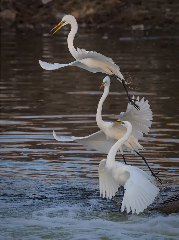 Great Egrets vying for a prime fishing spot at Reelfoot Lake State Park thumbnail