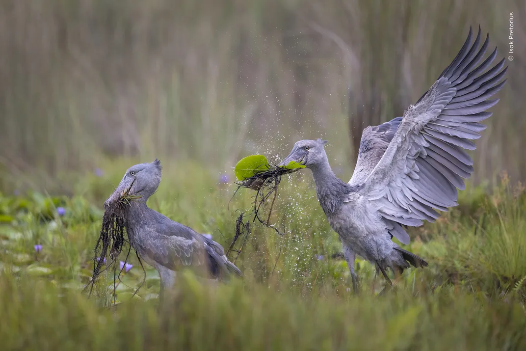 two large blue-gray birds with wide bills pull up vegetation, the rightmost bird spreading its wings