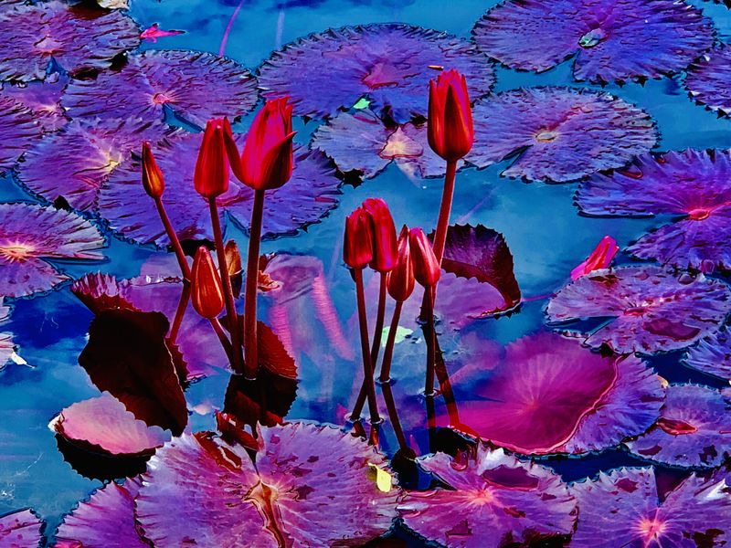 Water Lilies | Smithsonian Photo Contest | Smithsonian Magazine