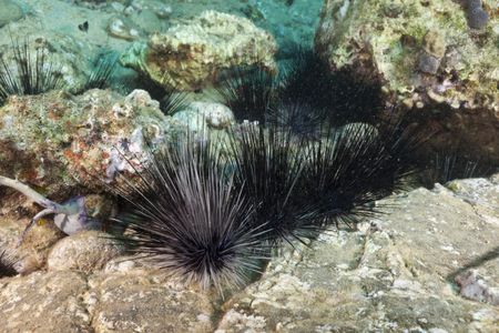 Diadema antillarum sea urchins in the Caribbean Sea