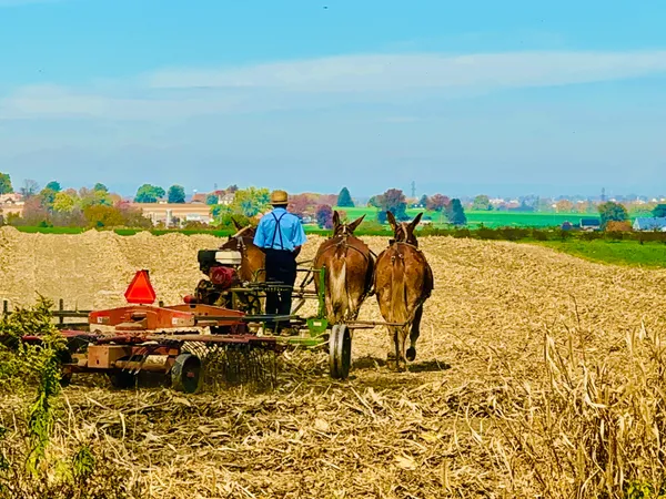 An Amish Farmer plowing the field thumbnail