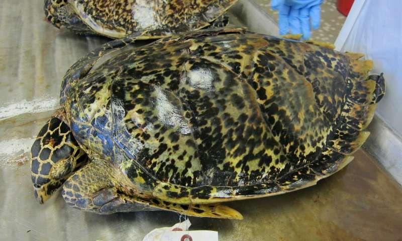 Hawksbill