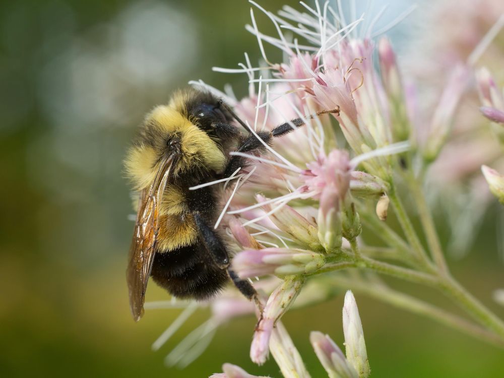 What's Causing the Cute Rusty-Patch Bumble Bee to Go Extinct