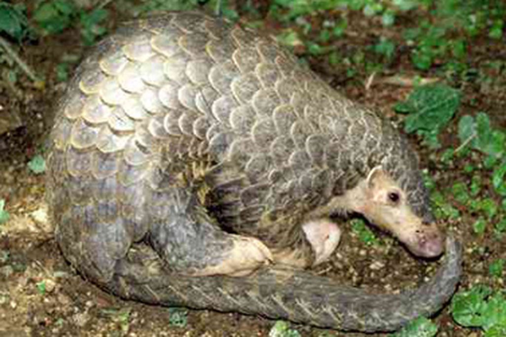pangolin