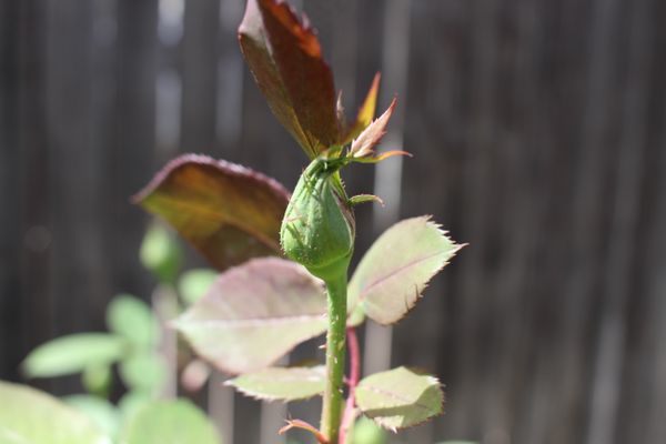 About to Bloom thumbnail