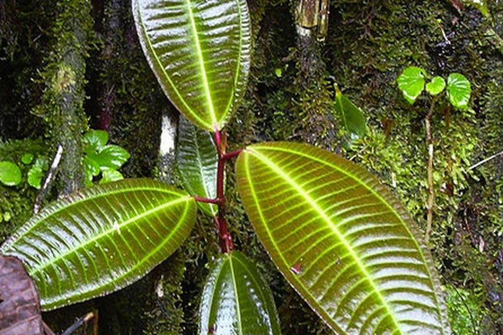Miconia growing in Hawaii