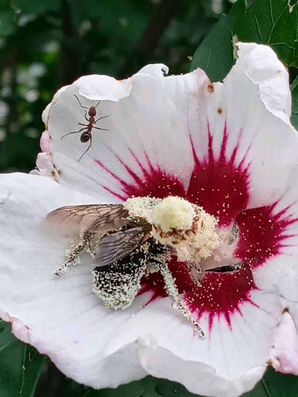 A Bumblebee and ant collecting nectar and pollen from a Rose of Sharon flower. thumbnail