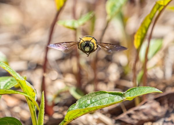 Carpenter Bee on a Mission thumbnail