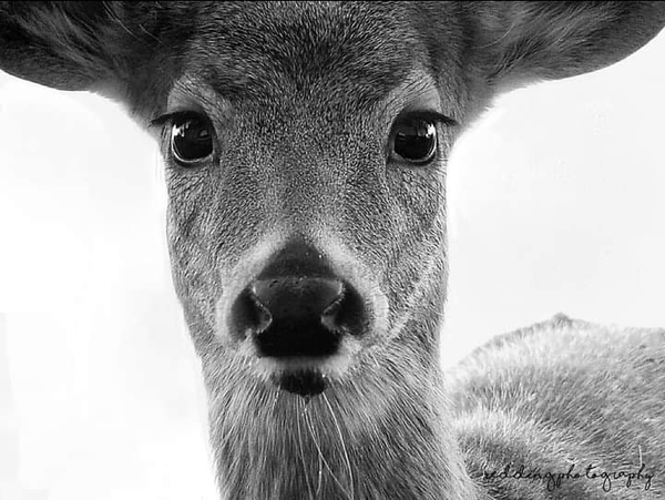 Deer in front of headlights... thumbnail