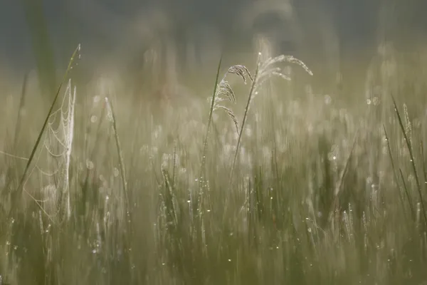 Dew in the grass thumbnail